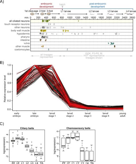 Whole Organism Developmental Expression Profiling Identifies Rab As