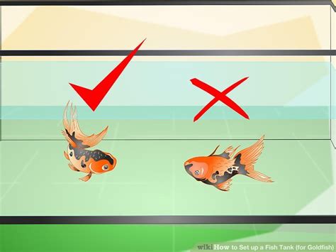 How to Set up a Fish Tank (for Goldfish): 10 Steps (with Pictures)