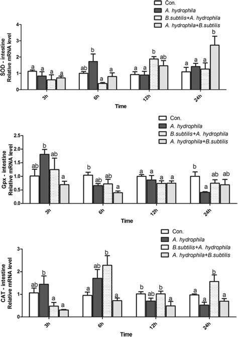 Relative Expression Of Antioxidant Enzymes Sod Gpx And Cat In The