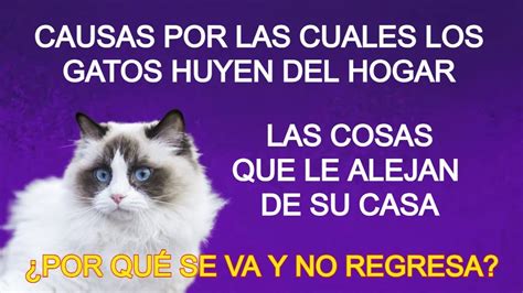 LAS COSAS QUE ALEJAN A LOS GATOS DE SU HOGAR CONOCE CÚALES SON YouTube