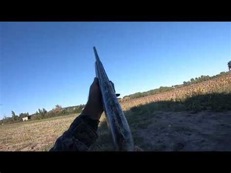 Chasse A La Palombe Dans Le Vaucluse Ouverture Le Ciel Est Bleu De