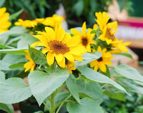 How To Grow Sunflowers From Seeds And Cuttings Hort Zone