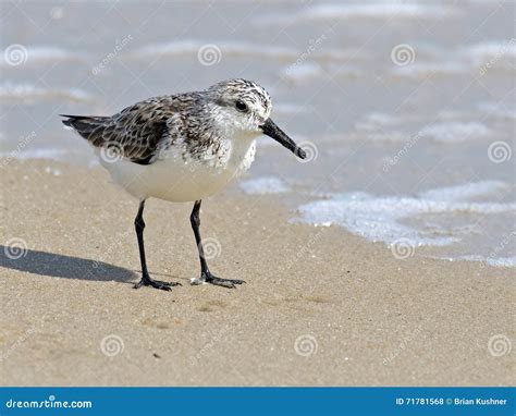 Semipalmated Sandpiper On Beach Stock Photo Image Of Bird