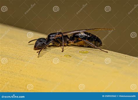 Adult Female Winged Carpenter Queen Ant Stock Photo - Image of insect, animal: 258933562