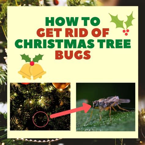 How To Get Rid Of Bugs On A Christmas Tree Updated 2022 Bugwiz