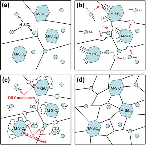 Dynamic Recrystallization Behavior And Nucleation Mechanism Of Dual