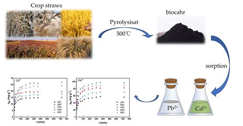 Capacity And Mechanisms Of Pb Ii And Cd Ii Sorption On Five Plant