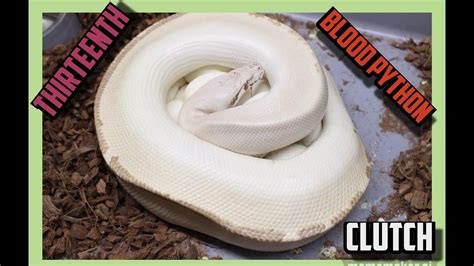 Druid Het T Albino X T Albino Ivory Goldeneye Blood Python Clutch