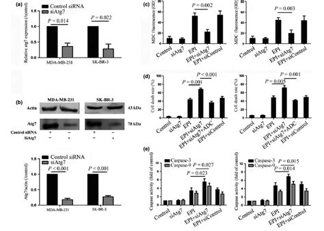 Effect Of Atg Knockdown On Autophagy And Apoptosis In Epirubicin