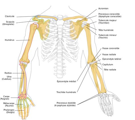 Membre Sup Rieur Anatomie Humaine Wikip Dia Os Du Bras Anatomie