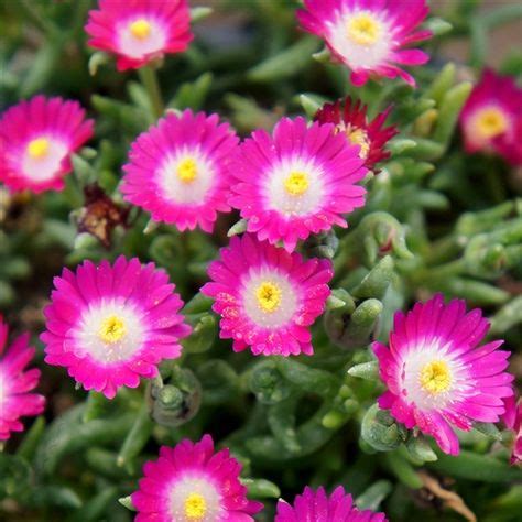 100+ Best Ice Plant Flowers ideas in 2020 | ice plant, planting flowers ...