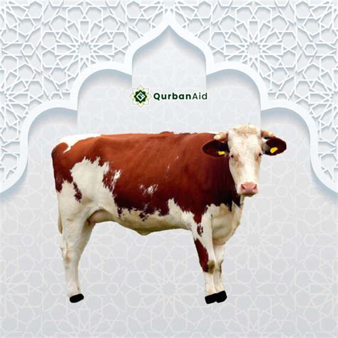 Qurban Lembu Keberkatan Korban