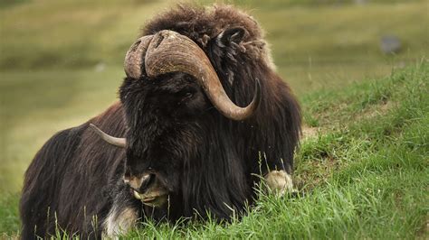 Musk Ox Zoo Sauvage De Saint Félicien