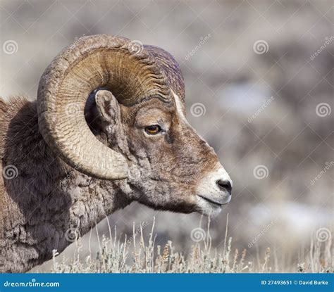 Portrait Of Big Horn Ram Sheep Wildlife Stock Image Image Of