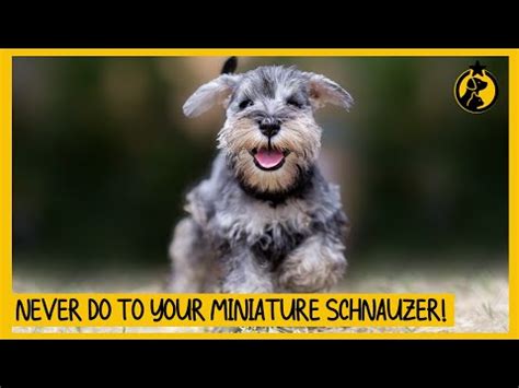 Things You Must Never Do To Your Miniature Schnauzer Youtube