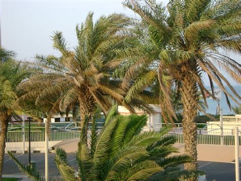 Palm Trees Near Aqua Park Kuwait City Flickr Photo Sharing