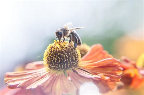 Premium Photo Honey Bee Covered With Yellow Pollen Drink Nectar