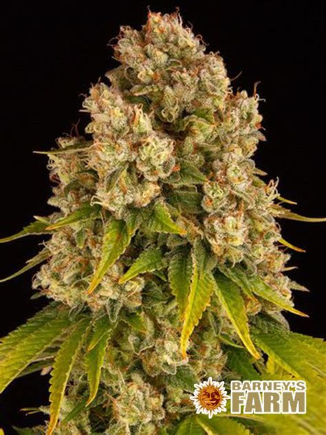 Cheese Auto Barneys Farm Feminized Hemp Seeds