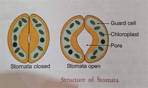 Structure Of Stomata Diagram Stomata Stoma Function