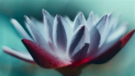 Download Wallpaper 2560x1440 Water Lily Flower Petals Macro