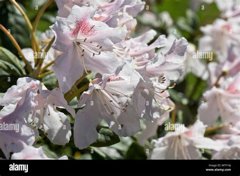 Immergr Ner Strauch Wei E Blumen Fotos Und Bildmaterial In Hoher