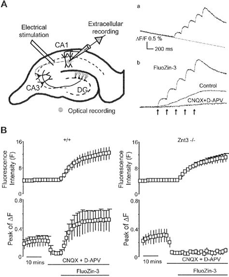 Figure From Exocytosis Of Vesicular Zinc Reveals Persistent