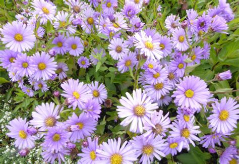 Aster Js Barts Blue Beauty Vel Szir Zsa Kir Lykert