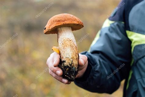 Leccinum Aurantiacum Hongo Boletus Las Manos De Los Recolectores De