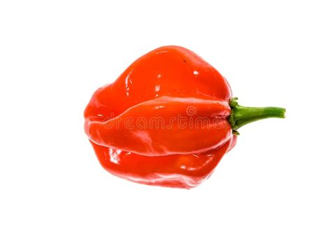 Fresh Ripe Caribbean Red Habanero Hot Chili Pepper Stock Photo Image