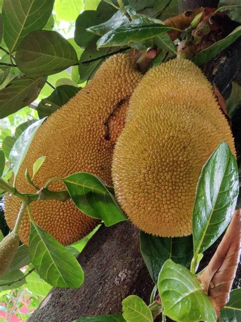 Jack Fruit Jackfruit Jackfruit Tree Fruit