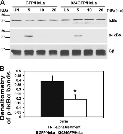 Effect Of Orfv Expression On Ib Phosphorylation And Degradation A