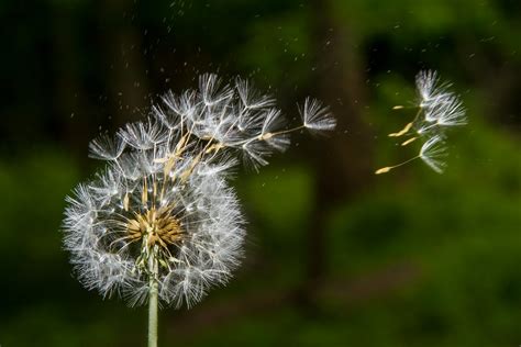 Blowing Dandelion Photography