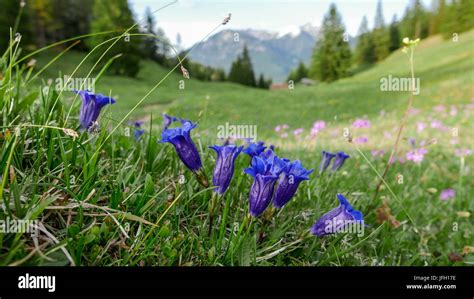 Stiel Locht Primel Fotos Und Bildmaterial In Hoher Aufl Sung Alamy