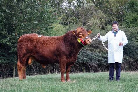 West's South Devon cattle breeders fill the top spots at Worcester ...