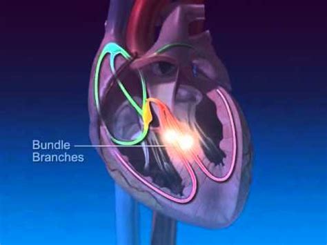 Cardiac Conduction System Animation