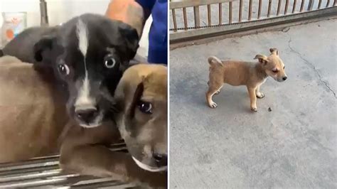 Abandonan Mascotas En Ensenada 98 Perritos Buscan Un Nuevo Hogar N