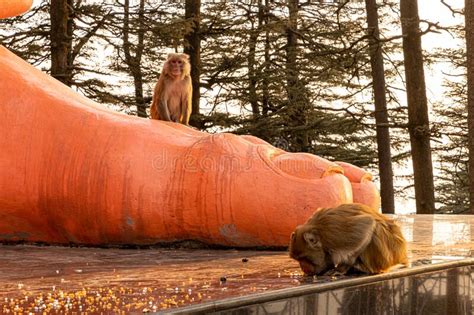 Lord Hanuman At Jakhu Mandir Jakhu Templeshimla Stock Image Image Of