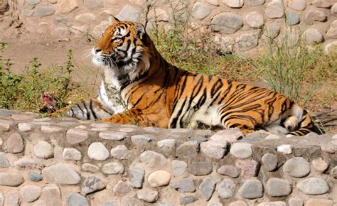 Zoológico De Córdoba