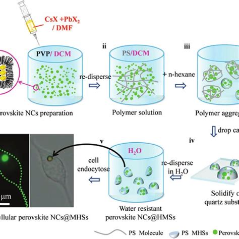 Scheme 1 Schematic Diagram Of Intracellular Cspbx 3 Ncsmhss