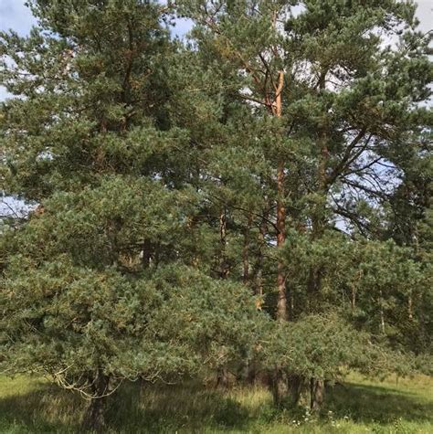 Almindelig Skov Fyr Pinus Sylvestris Ssp Sylvestris Naturbasen