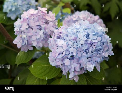 MOPHEAD HYDRANGEA - HYDRANGEA MACROPHYLLA 'ENDLESS SUMMER' Stock Photo - Alamy