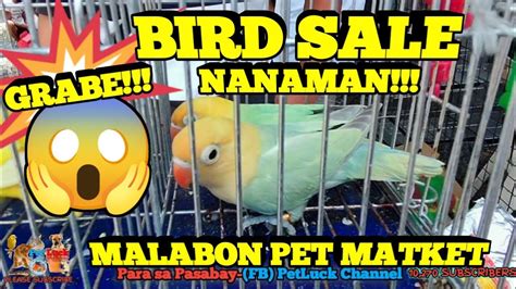 Bird Sale Every Saturday And Sanday Malabon Pet Market Youtube