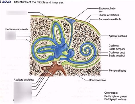 Structures Of Middle Inner Ear Diagram Quizlet