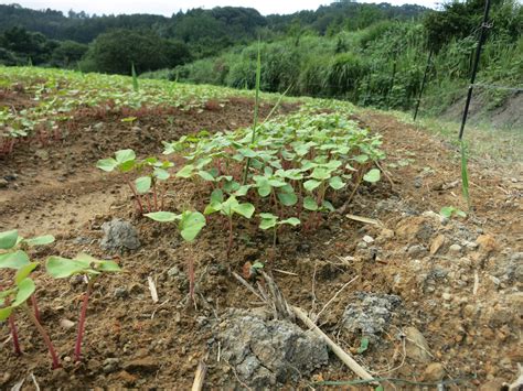 草刈り作業終わりました。 棚田ブログ・静岡県菊川市倉沢の棚田「せんがまち」