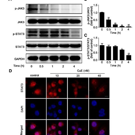 Cue Restrained The Activation Of Jak3 And Stat3 In Huh7 Cells Cells