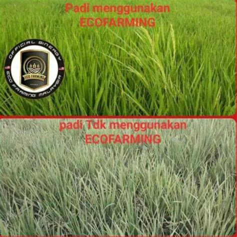 Jual Pupuk Organik Eco Farming Pupuk Hayati Cara Membuat Tanaman Subur