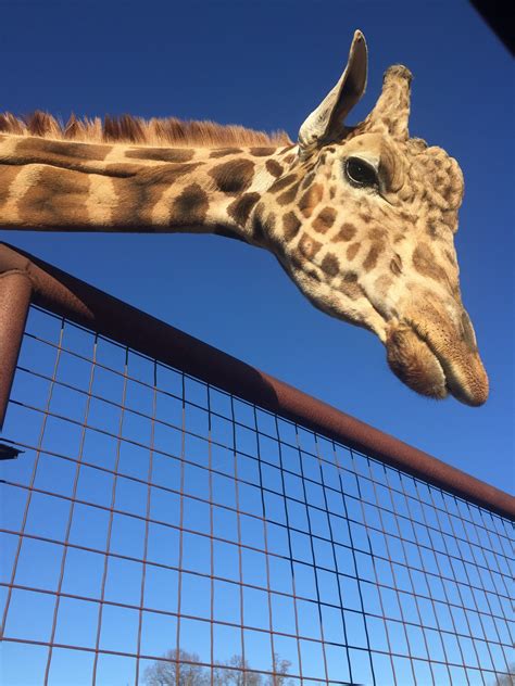 Lazy 5 Ranch Vacation Rentals: house rentals & more | Vrbo