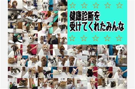 🐶健康診断ありがとうございました🐱 大切なペットの健康管理に役立つ情報をお届け 鹿児島で動物病院なら定期健診も行うみなみ動物クリニック