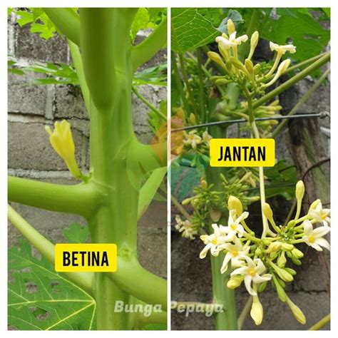 Perbedaan Pepaya Jantan Dan Betina Di Bunganya Agro Bibit Id