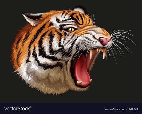 A head of roaring tiger Royalty Free Vector Image